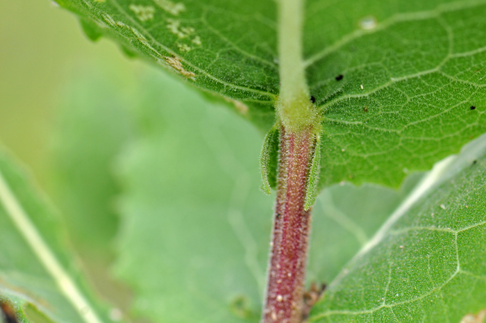 Thurber's Desertpeony leaves are dull green, alternate and ovate to ovate-elliptical in shape. Note the leaf bases are shortly sagittate or clasping while the margins are slightly dentate. Acourtia thurberi 